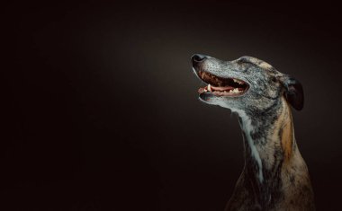 Çok mutlu bir köpek. Stüdyo çekimi. Huysuz karanlık ışık, karanlık arkaplan.