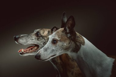 İki Şirin Kırbaç Köpeği. Stüdyo çekimi. Huysuz karanlık ışık, karanlık arkaplan.