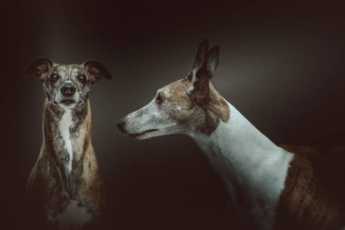 İki Şirin Kırbaç Köpeği. Stüdyo çekimi. Huysuz karanlık ışık, karanlık arkaplan.