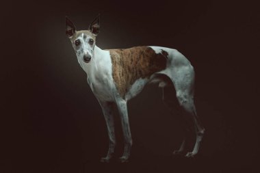 Şirin Kırbaç Köpeği. Stüdyo çekimi. Huysuz karanlık ışık, karanlık arkaplan.