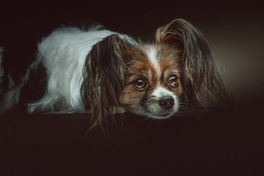 Sevimli Papillon Köpeği. Stüdyo çekimi. Huysuz karanlık ışık, karanlık arkaplan.