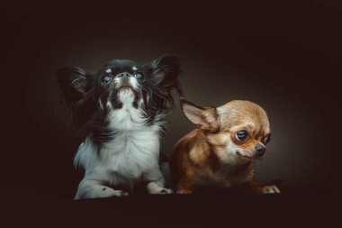 İki Şirin Chihuahua Köpeği. Stüdyo çekimi. Huysuz karanlık ışık, karanlık arkaplan.