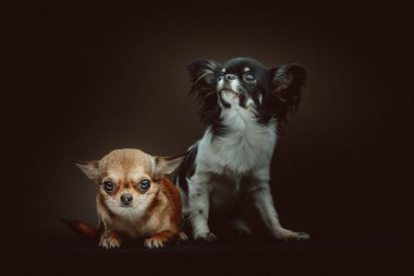 İki Şirin Chihuahua Köpeği. Stüdyo çekimi. Huysuz karanlık ışık, karanlık arkaplan.