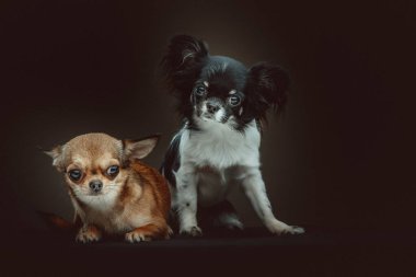 İki Şirin Chihuahua Köpeği. Stüdyo çekimi. Huysuz karanlık ışık, karanlık arkaplan.