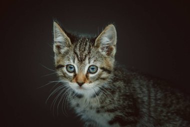 Küçük sevimli kedicik. Stüdyo çekimi. Huysuz karanlık ışık, karanlık arkaplan.
