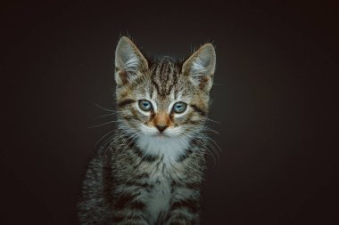 Küçük sevimli kedicik. Stüdyo çekimi. Huysuz karanlık ışık, karanlık arkaplan.
