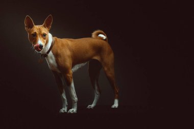 Tatlı Basenji Terrier Köpeği. Stüdyo çekimi. Huysuz karanlık ışık, karanlık arkaplan.