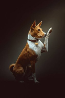 Tatlı Basenji Terrier Köpeği. Stüdyo çekimi. Huysuz karanlık ışık, karanlık arkaplan.