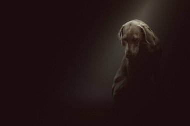 Safkan Weimaraner köpeği. Stüdyo çekimi. Huysuz karanlık ışık, karanlık arkaplan.