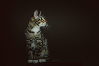Küçük sevimli kedicik. Stüdyo çekimi. Huysuz karanlık ışık, karanlık arkaplan.
