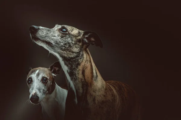 Dois Cães Chicotes Bonitos Tiro Estúdio Moody Iluminação Escura Fundo — Fotografia de Stock