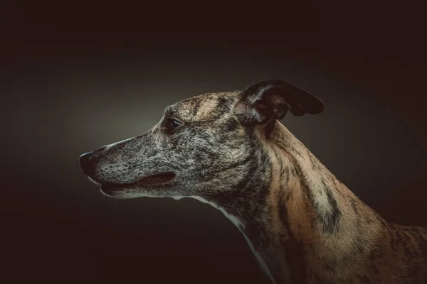 Mignon Chien Whippet Prise Vue Éclairage Sombre Moody Fond Sombre — Photo