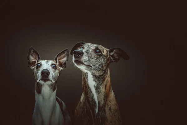 Két Cuki Whippet Dogs Stúdió Felvétel Moody Sötét Világítás Sötét — Stock Fotó