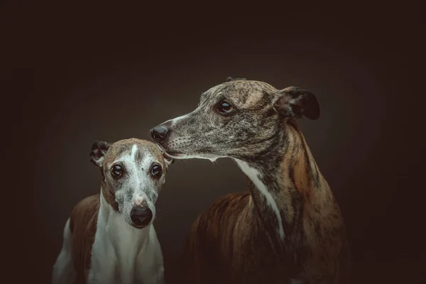 Due Simpatici Whippet Dogs Colpo Studio Moody Illuminazione Scura Sfondo — Foto Stock