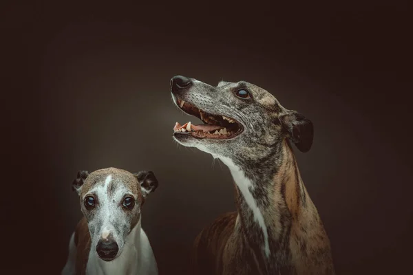 Két Cuki Whippet Dogs Stúdió Felvétel Moody Sötét Világítás Sötét — Stock Fotó