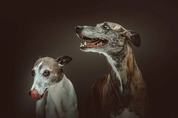 Due Simpatici Whippet Dogs Colpo Studio Moody Illuminazione Scura Sfondo — Foto Stock