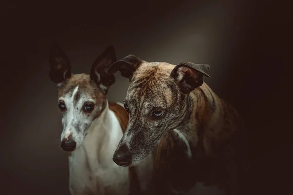 Dois Cães Chicotes Bonitos Tiro Estúdio Moody Iluminação Escura Fundo — Fotografia de Stock