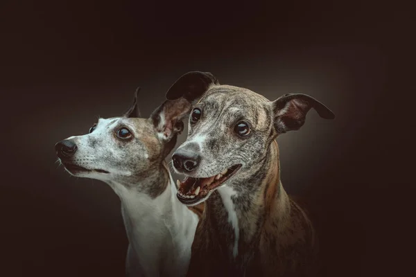 Two Cute Whippet Dogs Studio Shot Moody Dark Lighting Dark — Stock Photo, Image