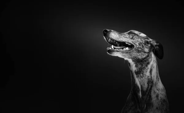 Cão Whippet Bonito Tiro Estúdio Moody Iluminação Escura Fundo Escuro — Fotografia de Stock