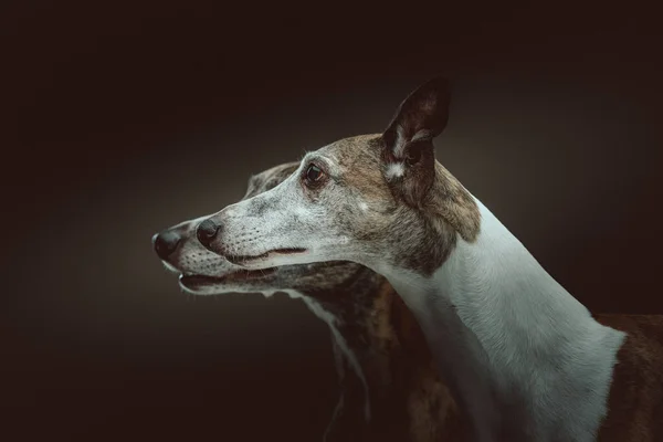 Two Cute Whippet Dogs Studio Shot Moody Dark Lighting Dark — Stock Photo, Image