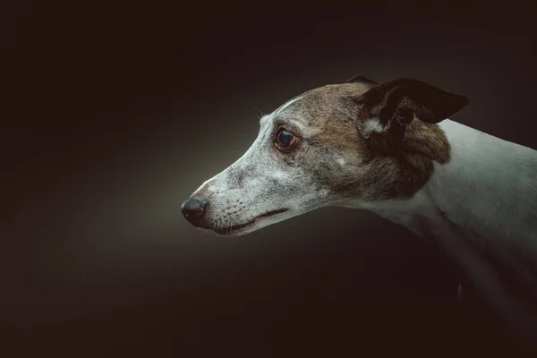 Aranyos Whippet Dog Stúdió Felvétel Moody Sötét Világítás Sötét Háttér — Stock Fotó