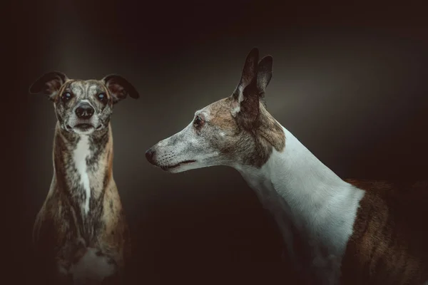 Két Cuki Whippet Dogs Stúdió Felvétel Moody Sötét Világítás Sötét — Stock Fotó