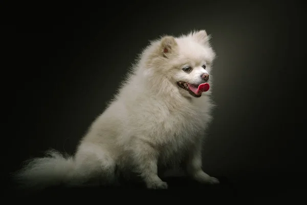 Adorabile Spitz Dog Colpo Studio Moody Illuminazione Scura Sfondo Scuro — Foto Stock