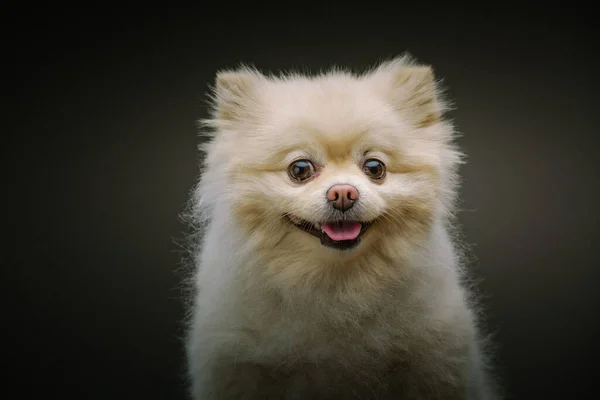 Adorable Spitz Dog Grabado Estudio Iluminación Oscura Moody Fondo Oscuro —  Fotos de Stock