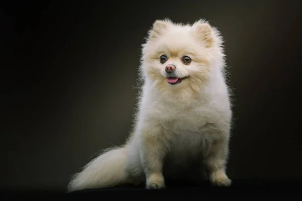 Adorabile Spitz Dog Colpo Studio Moody Illuminazione Scura Sfondo Scuro — Foto Stock