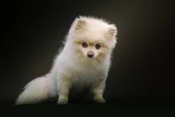 Adorabil Câine Spitz Studio Shot Iluminat Întunecat Fundal Întunecat — Fotografie, imagine de stoc