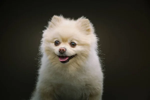 Adorabile Spitz Dog Colpo Studio Moody Illuminazione Scura Sfondo Scuro — Foto Stock