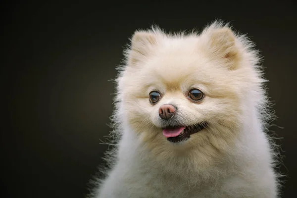 Cão Spitz Adorável Tiro Estúdio Moody Iluminação Escura Fundo Escuro — Fotografia de Stock