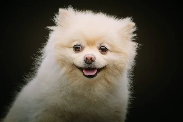 Очаровательный Spitz Dog Студийный Снимок Капризное Темное Освещение Темный Фон — стоковое фото