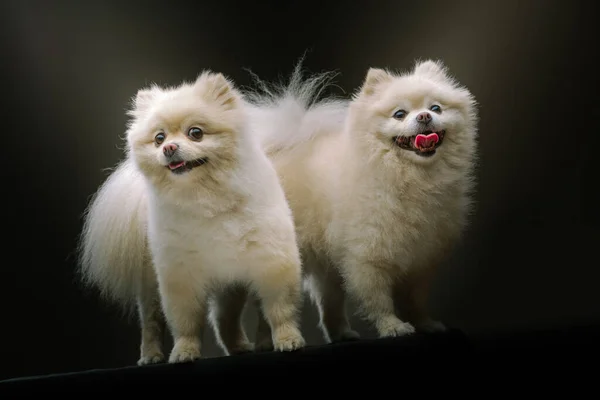 Dos Adorables Spitz Dogs Grabado Estudio Iluminación Oscura Moody Fondo —  Fotos de Stock