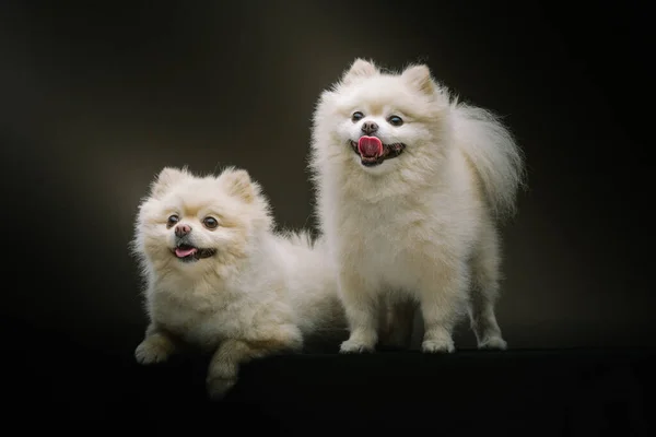 Due Adorabili Cani Spitz Colpo Studio Moody Illuminazione Scura Sfondo — Foto Stock