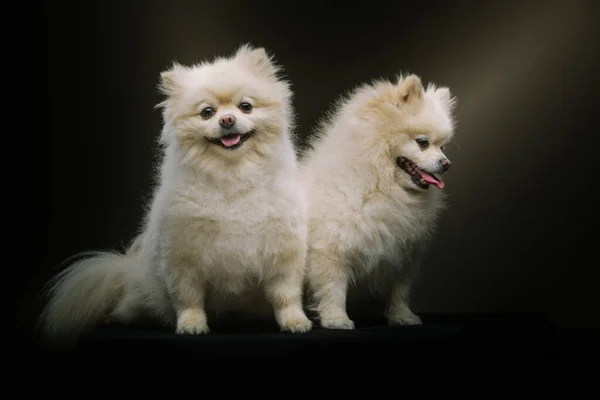 Dois Adoráveis Spitz Dogs Tiro Estúdio Moody Iluminação Escura Fundo — Fotografia de Stock