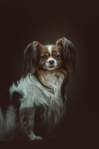 Adorable Chien Papillon Prise Vue Éclairage Sombre Moody Fond Sombre — Photo