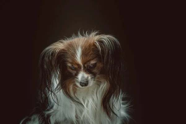 Αξιολάτρευτο Σκυλί Στιγμιότυπο Moody Σκοτεινό Φωτισμό Σκοτεινό Φόντο — Φωτογραφία Αρχείου