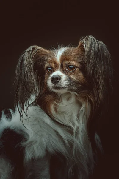 Cão Papillon Adorável Tiro Estúdio Moody Iluminação Escura Fundo Escuro — Fotografia de Stock