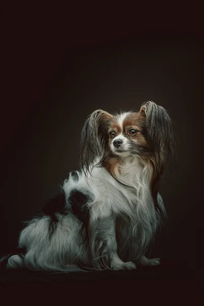 Adorable Chien Papillon Prise Vue Éclairage Sombre Moody Fond Sombre — Photo