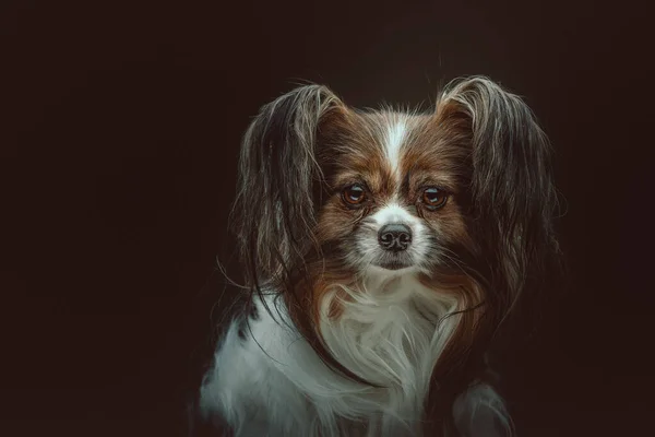 Schattige Papillon Hond Een Studio Opname Moody Donkere Verlichting Donkere — Stockfoto