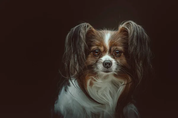 Cão Papillon Adorável Tiro Estúdio Moody Iluminação Escura Fundo Escuro — Fotografia de Stock