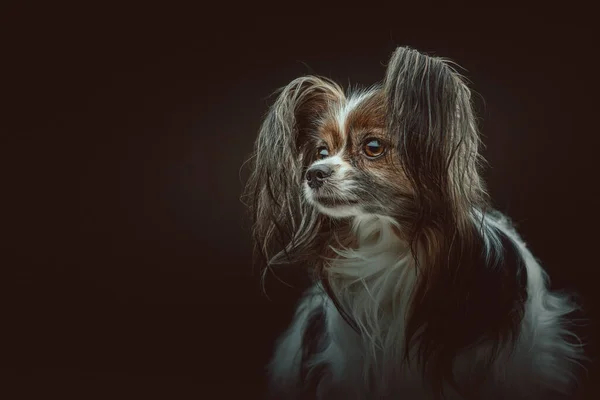 Imádnivaló Papillon Dog Stúdió Felvétel Moody Sötét Világítás Sötét Háttér — Stock Fotó