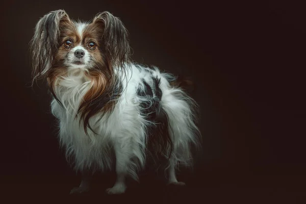 Adorabile Papillon Dog Colpo Studio Moody Illuminazione Scura Sfondo Scuro — Foto Stock