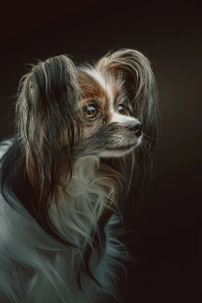 Rozkošný Papillon Dog Studio Záběr Moody Tmavé Osvětlení Tmavé Pozadí — Stock fotografie
