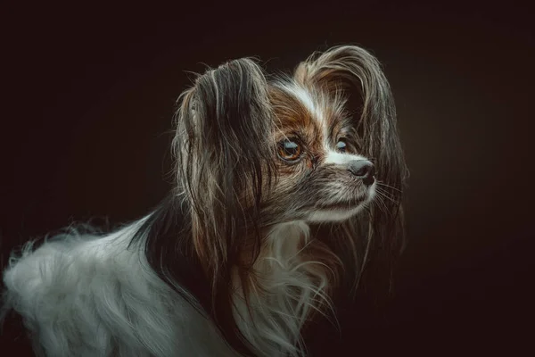 Entzückender Papillonhund Studioaufnahmen Moody Dunkle Beleuchtung Dunkler Hintergrund — Stockfoto