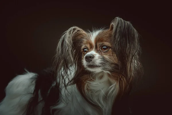 Rozkošný Papillon Dog Studio Záběr Moody Tmavé Osvětlení Tmavé Pozadí — Stock fotografie