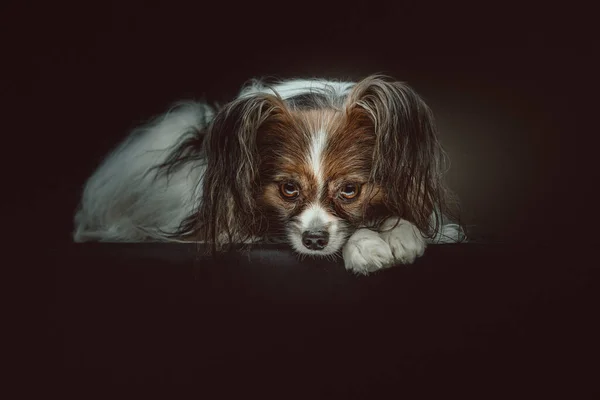 Imádnivaló Papillon Dog Stúdió Felvétel Moody Sötét Világítás Sötét Háttér — Stock Fotó