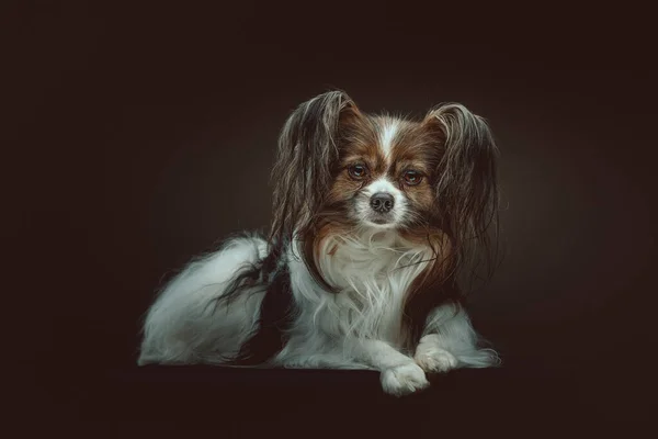 Cão Papillon Adorável Tiro Estúdio Moody Iluminação Escura Fundo Escuro — Fotografia de Stock