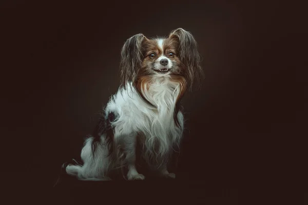 Adorable Chien Papillon Prise Vue Éclairage Sombre Moody Fond Sombre — Photo